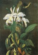 unknow artist Orquideas Germany oil painting artist